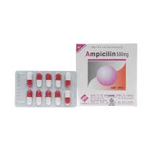[T05276] Ampicilin 500mg Vidipha (H/100v)
